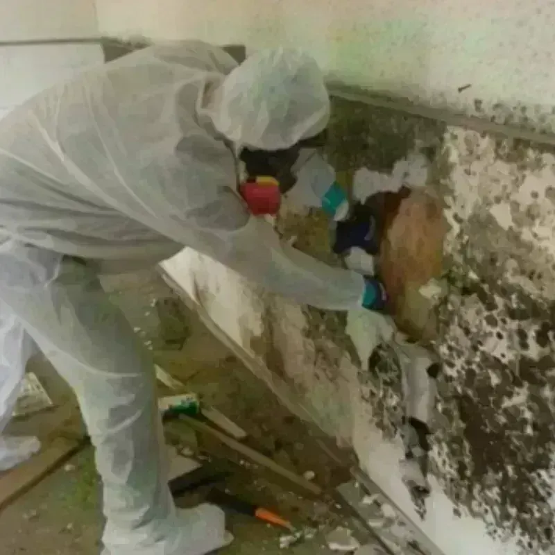 Mold Remediation and Removal in Holtville, AL